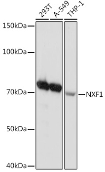NXF1 Rabbit mAb