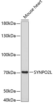 SYNPO2L Rabbit pAb