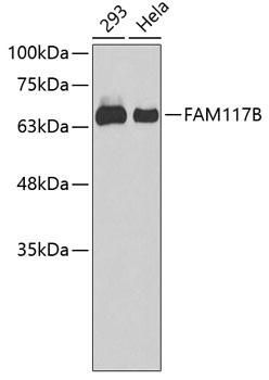FAM117B Rabbit pAb