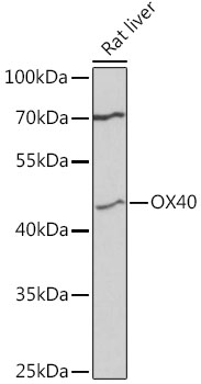 CD134/OX40 Rabbit pAb