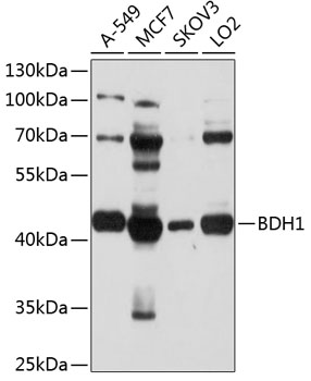 BDH1 Rabbit pAb