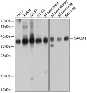 CAPZA1 Rabbit pAb