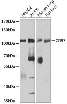 CD97 Rabbit pAb