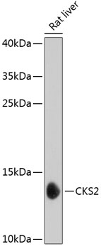 CKS2 Rabbit pAb
