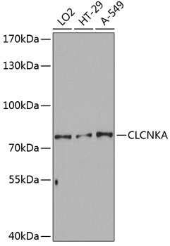 CLCNKA Rabbit pAb