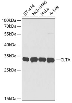CLTA Rabbit pAb