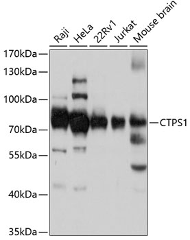 CTPS1 Rabbit pAb