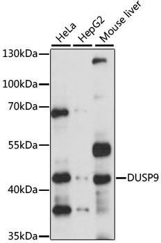 DUSP9 Rabbit pAb