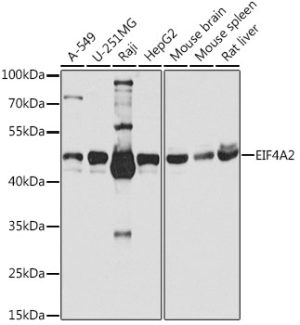 EIF4A2 Rabbit pAb