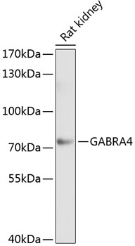 GABRA4 Rabbit pAb