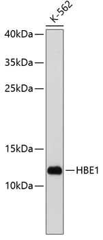 HBE1 Rabbit pAb