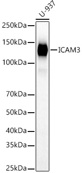 ICAM3 Rabbit pAb