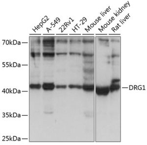 DRG1 Rabbit pAb