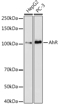 AHR Rabbit mAb