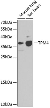 TPM4 Rabbit pAb
