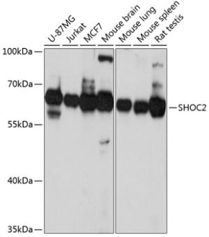 SHOC2 Rabbit pAb