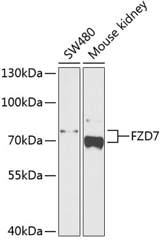 FZD7 Rabbit pAb