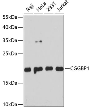 CGGBP1 Rabbit pAb
