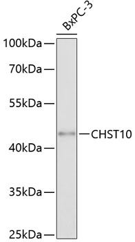 CHST10 Rabbit pAb