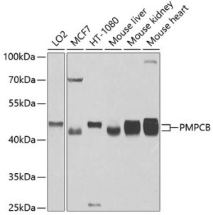 PMPCB Rabbit pAb