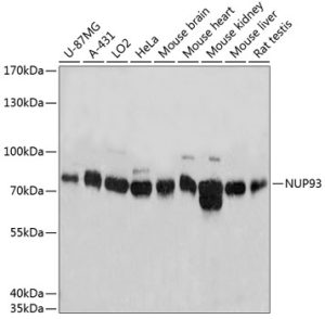 NUP93 Rabbit pAb