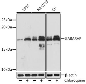 GABARAP Rabbit mAb