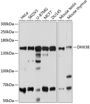 DHX38 Rabbit pAb