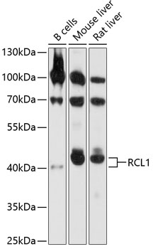 RCL1 Rabbit pAb