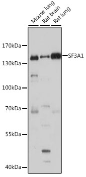 SF3A1 Rabbit pAb