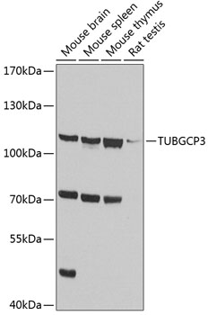 TUBGCP3 Rabbit pAb