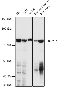 RBM14 Rabbit pAb