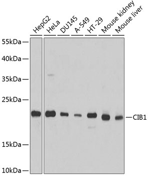 CIB1 Rabbit pAb