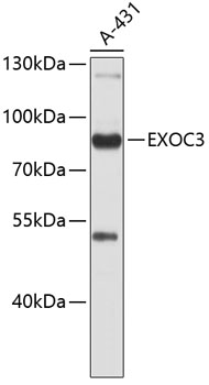 EXOC3 Rabbit pAb