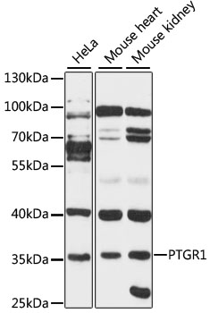 PTGR1 Rabbit pAb