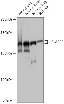 CLASP2 Rabbit pAb
