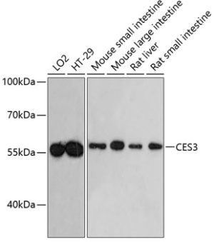 CES3 Rabbit pAb