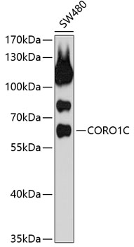 CORO1C Rabbit pAb