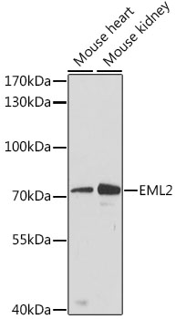 EML2 Rabbit pAb