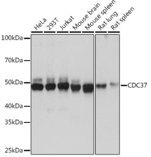 CDC37 Rabbit mAb