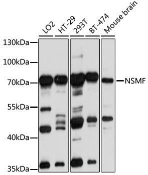 NSMF Rabbit pAb