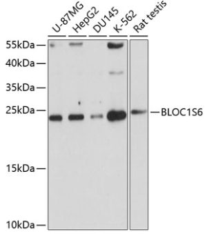 BLOC1S6 Rabbit pAb