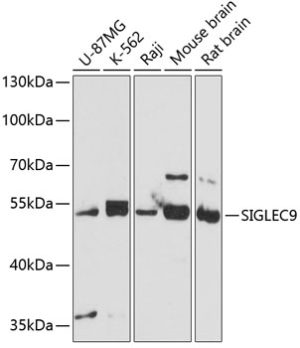 SIGLEC9 Rabbit pAb