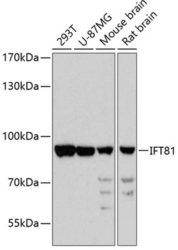 IFT81 Rabbit pAb