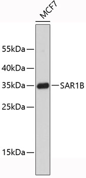 SAR1B Rabbit pAb
