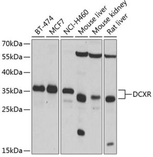 DCXR Rabbit pAb