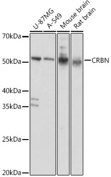 CRBN Rabbit pAb