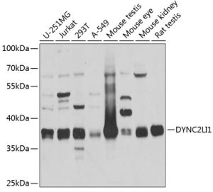 DYNC2LI1 Rabbit pAb