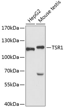 TSR1 Rabbit pAb