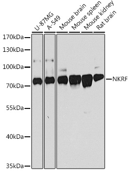 NKRF Rabbit pAb