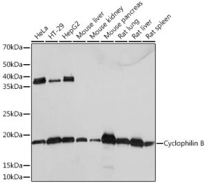 Cyclophilin B Rabbit mAb